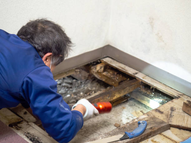 Best Local Mold Removal Service  in Winnetka, IL
