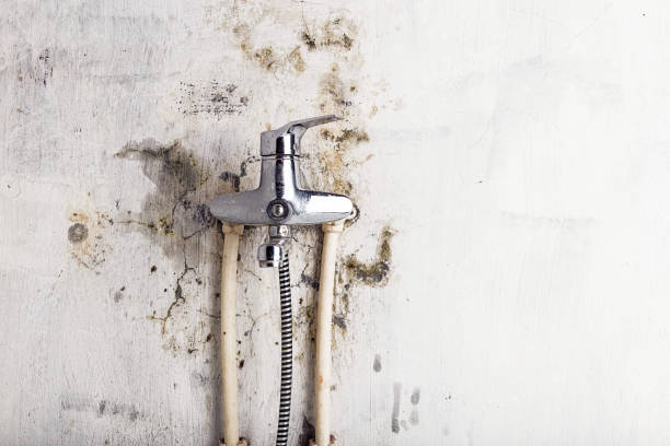 Best Same-Day Mold Removal  in Winnetka, IL