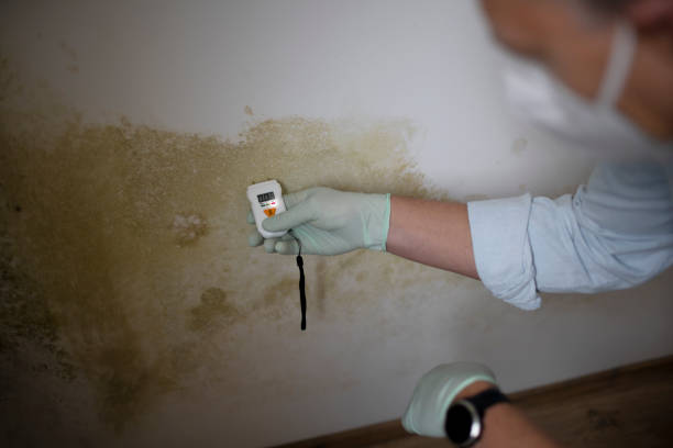 Best Mold Damage Repair  in Winnetka, IL