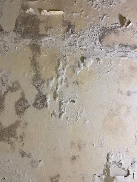 Trusted Winnetka, IL Mold Removal Experts