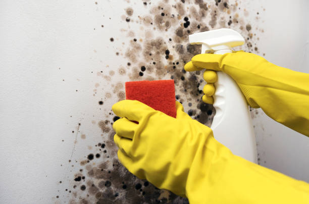 Best Home Mold Removal  in Winnetka, IL