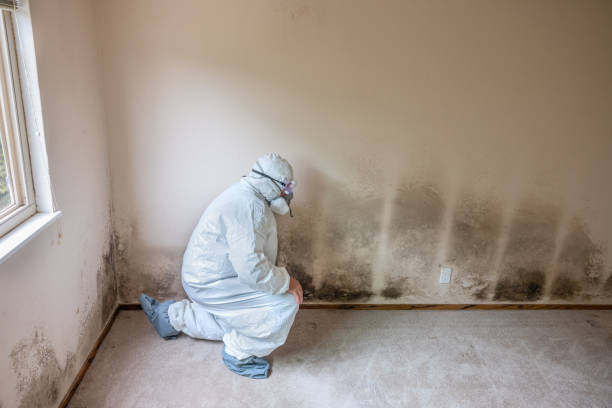 Best Mold Testing  in Winnetka, IL