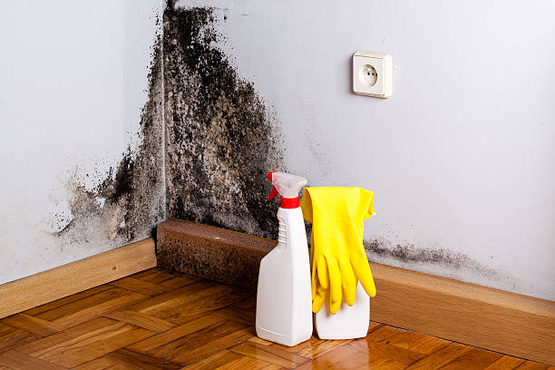 Best Crawl Space Mold Removal  in Winnetka, IL