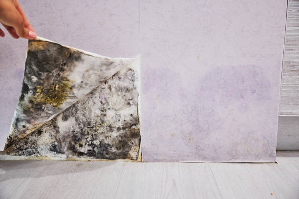 Best Certified Mold Removal  in Winnetka, IL
